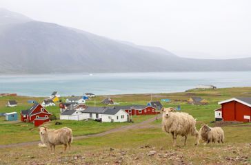 Igaliku Bygd Får 2513959737