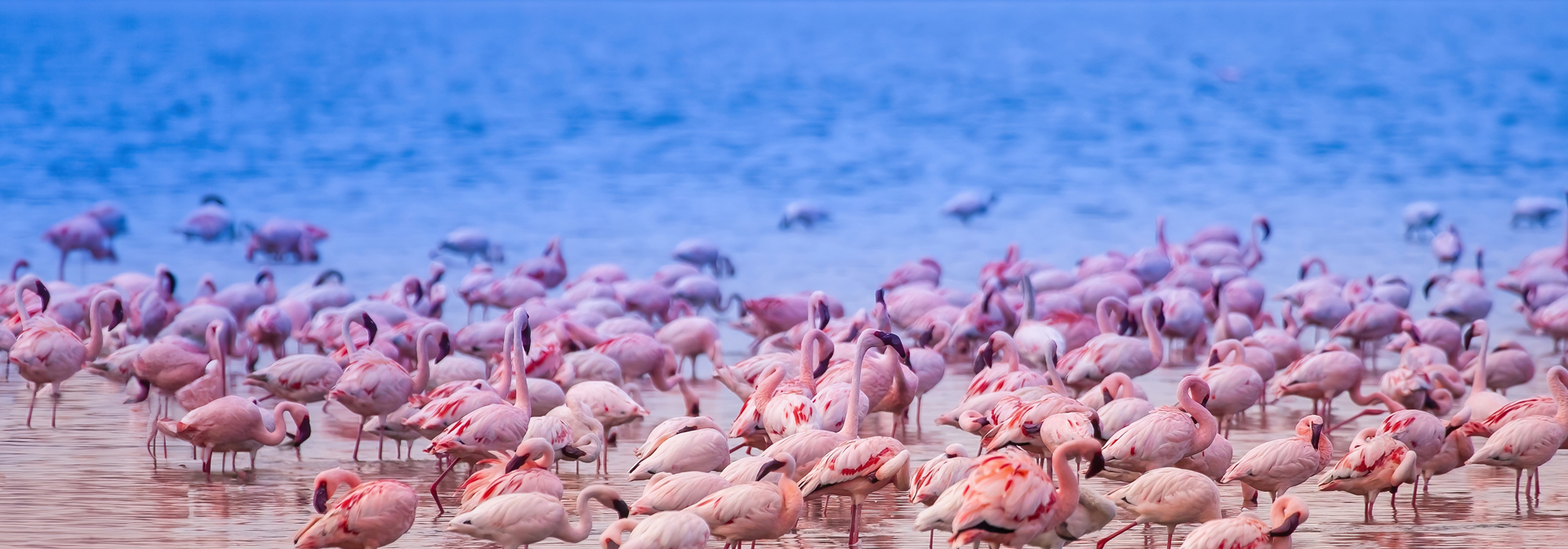 Kenya Lake Nakuru Flamingoer
