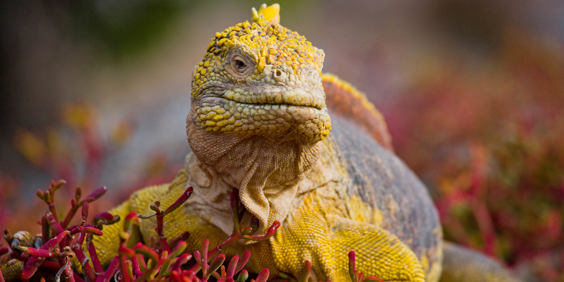 galapagos_leguan_23 (2)