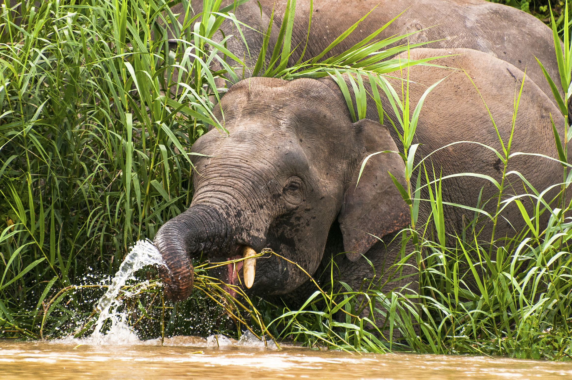 malaysia - belum rainforest_elefant_02