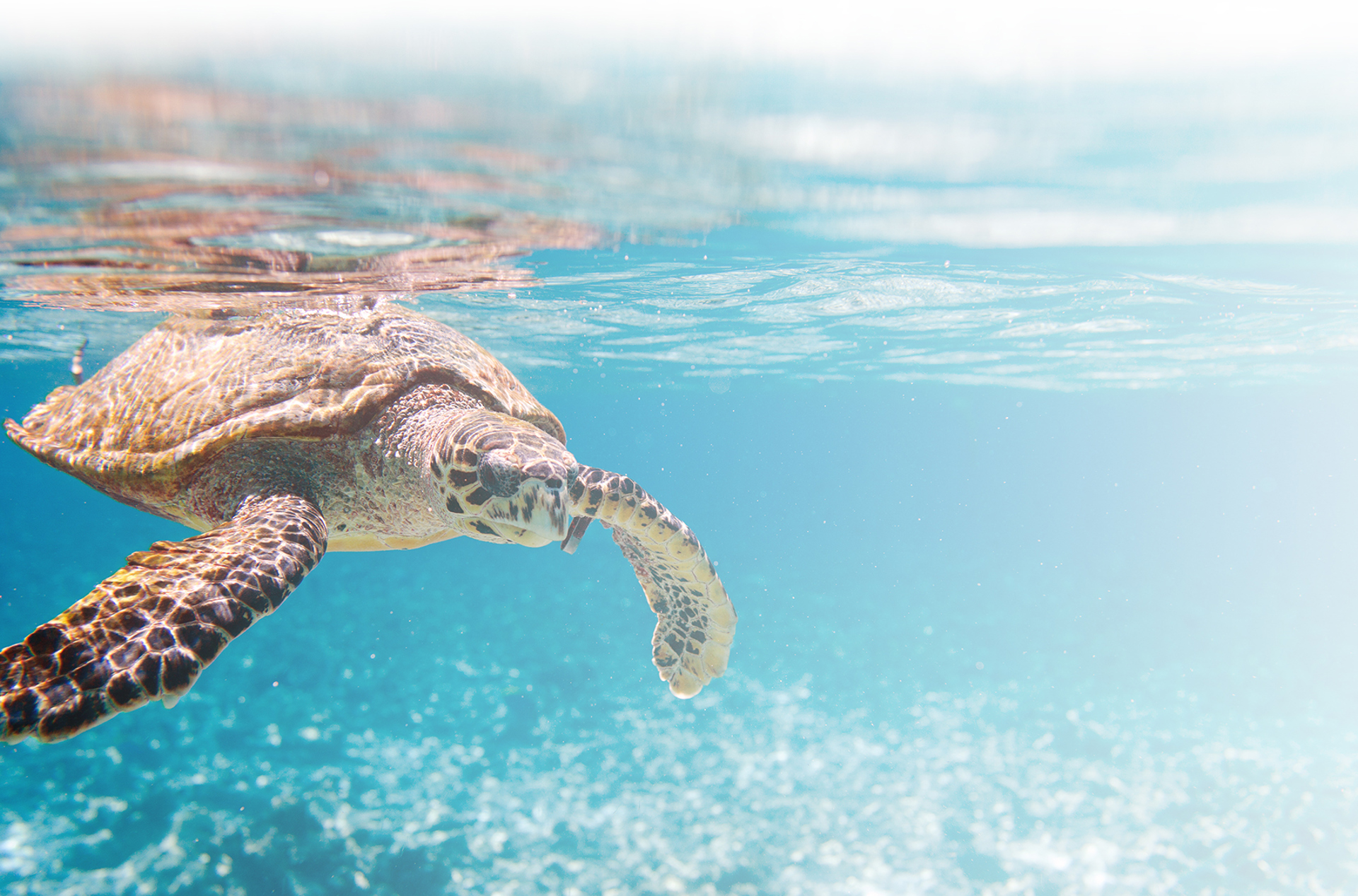 seychellerne - seychellerne_havskildpadde_01_2