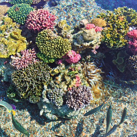 zanzibar_snorkel_coral_01