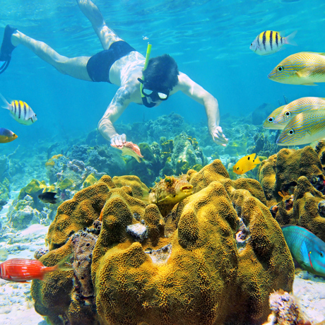 mexico - mexico_snorkel_koral_fisk_01