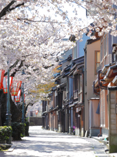 Kanazawa Kirsebærtræer01