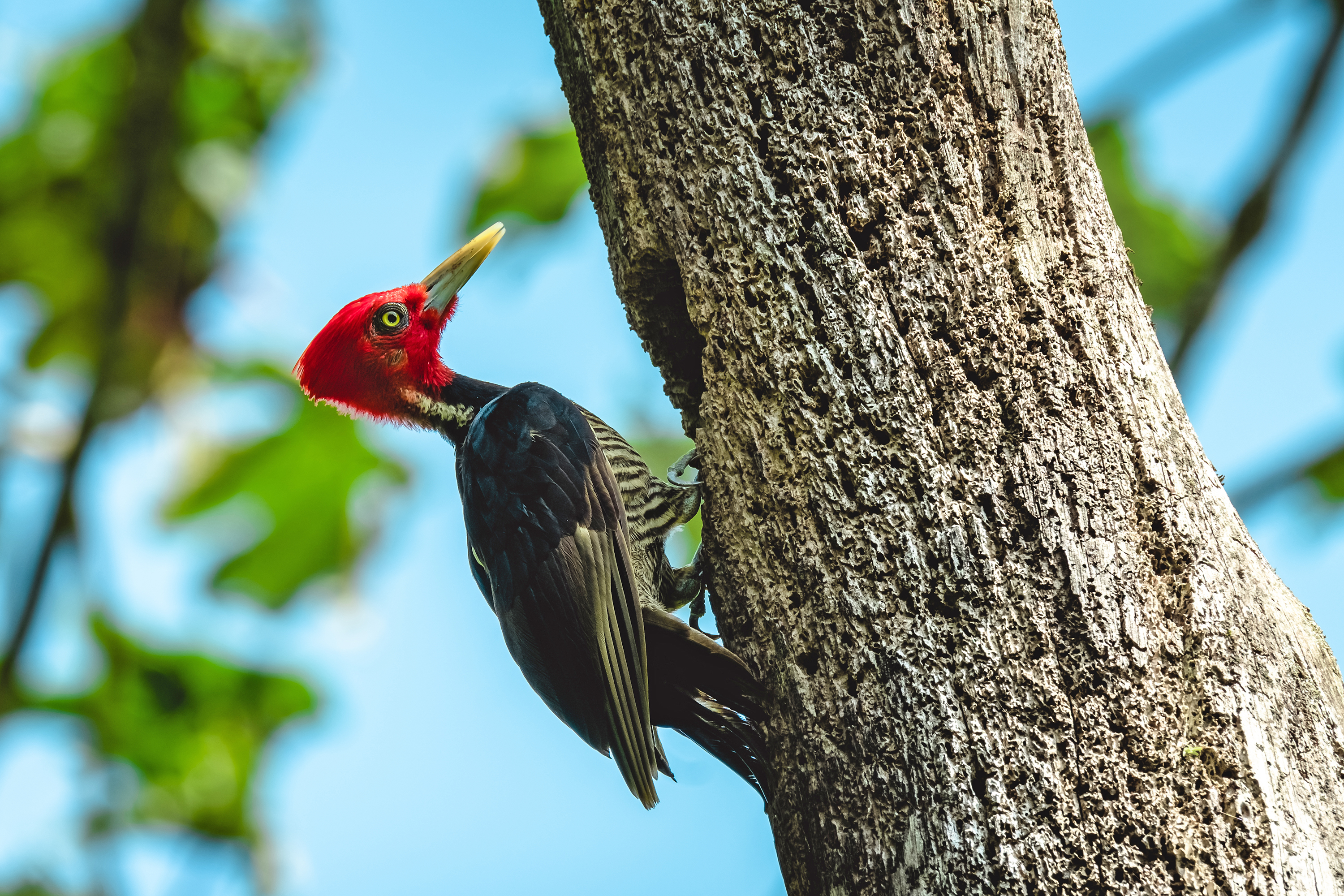 costa rica - Tortuguero_spaette_01