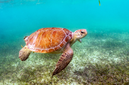 mexico - Akumal_skildpadde_04