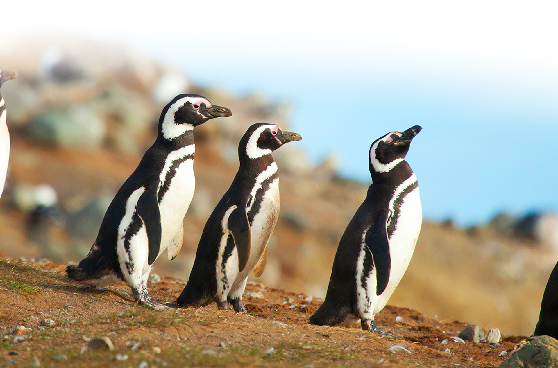 argentina - argentina_magellanpingviner_01