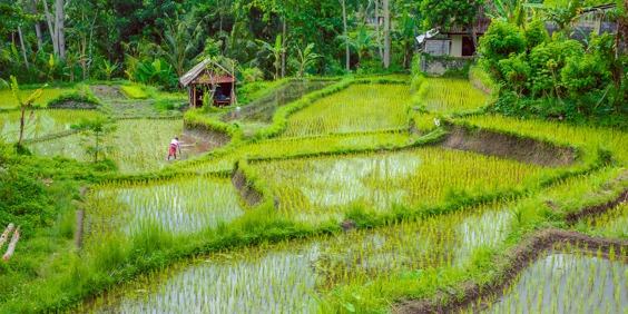 Bali Sidemen Rismark As 314083069