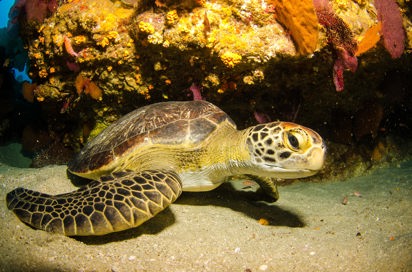australien - great barrier reef_skildpadde_01