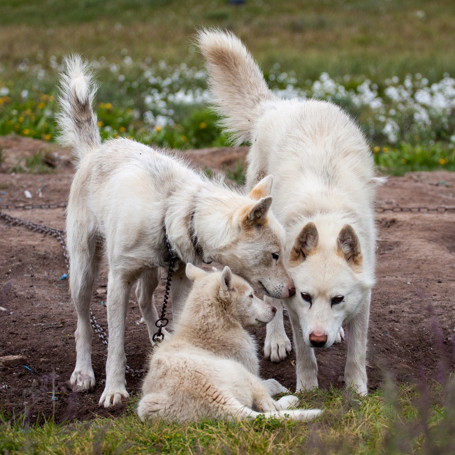 Sisimiut_slædehunde_01