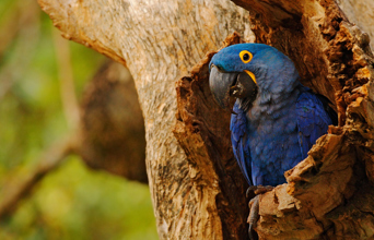 brasilien - pantanal_fugl_01