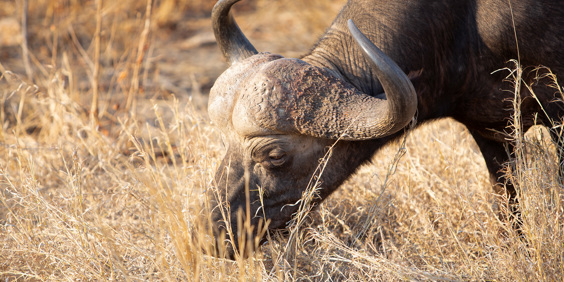 Sydafrika 2025 Mikkel 0188 African Buffalo