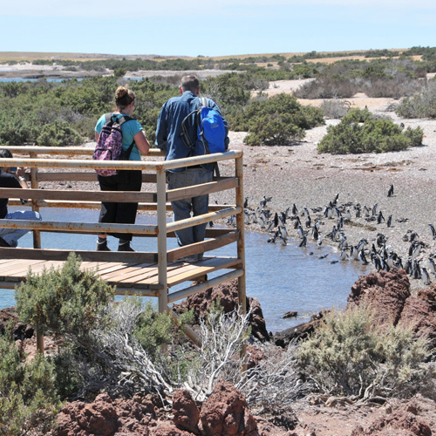 Puerto Madryn Punta Tombo Pingvin Koloni 04