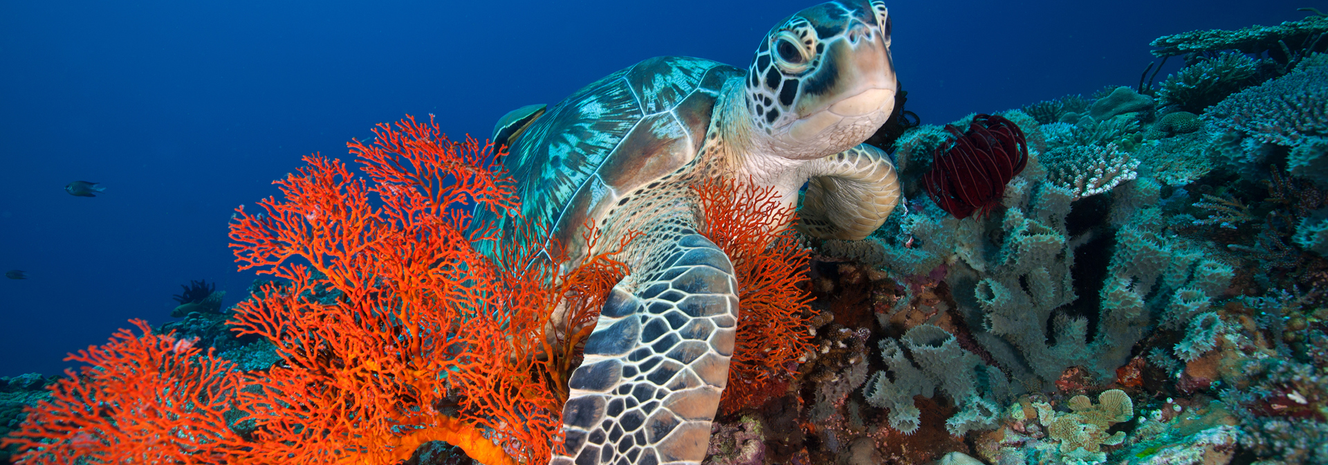 bali - gili_skildpadde_02