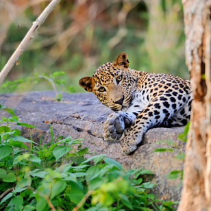 sri lanka - minneriya nationalpark_leopard_01