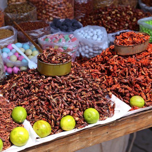 mexico - Oaxaca_chokolade græshopper_01