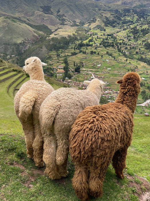 Llama Bagdele I Den Hellige Dal2