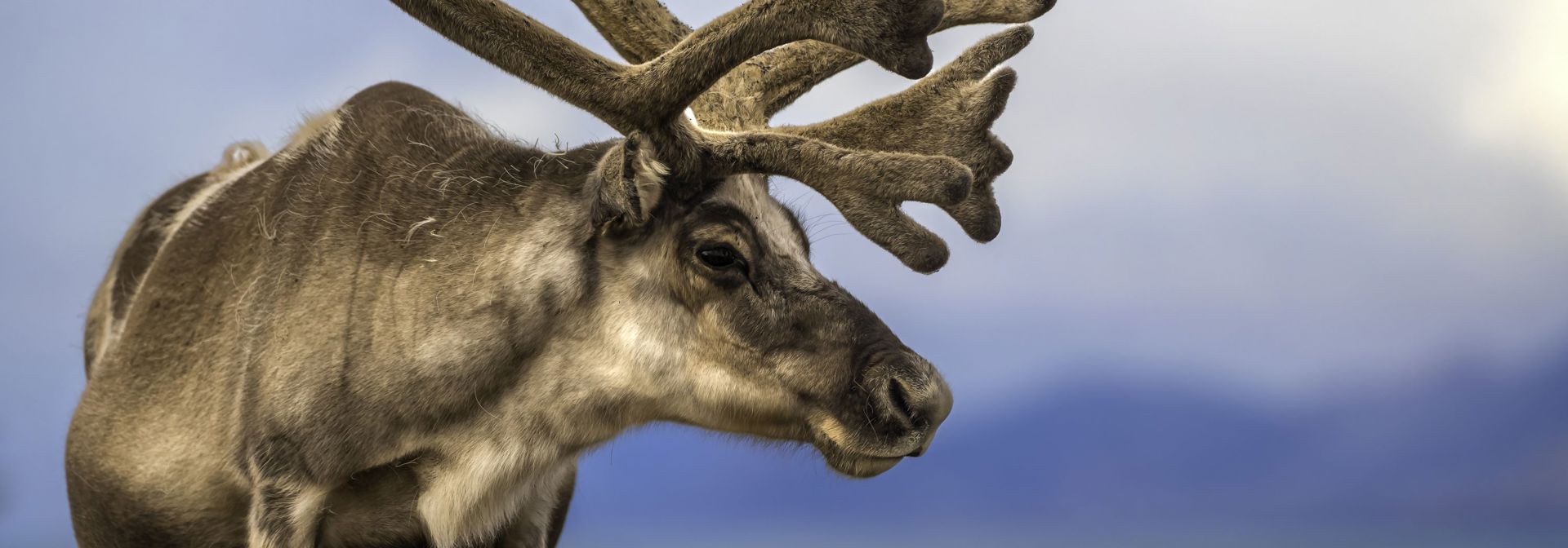 Norge Svalbard Rensdyr