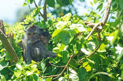 bali - bali_barat nationalpark_abe_01