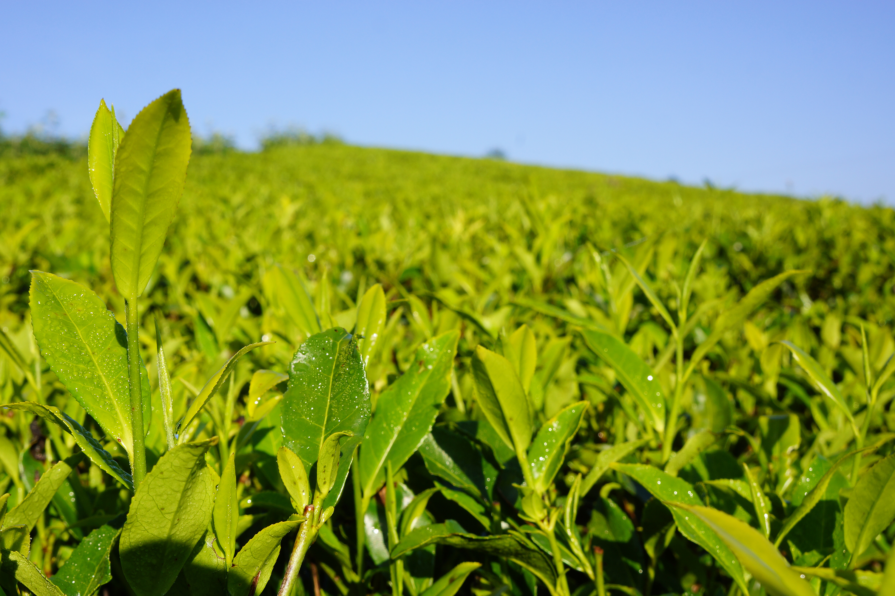 sri lanka - nuwara eliya_teplantage01