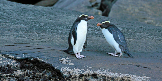 new zealand - fiordland_pingvin_01