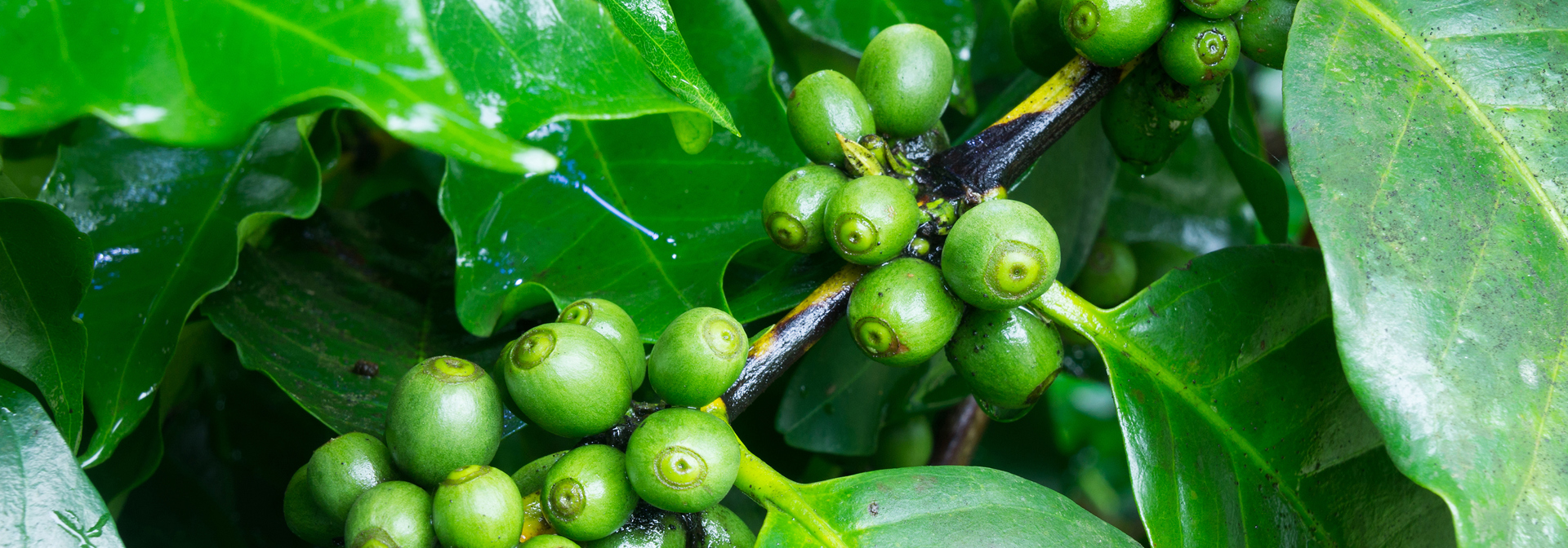 costa rica - kaffeplantage_kaffeboenner_01