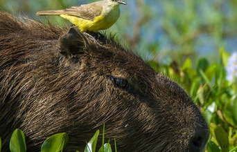 Rincon Del Socorro Flodsvin