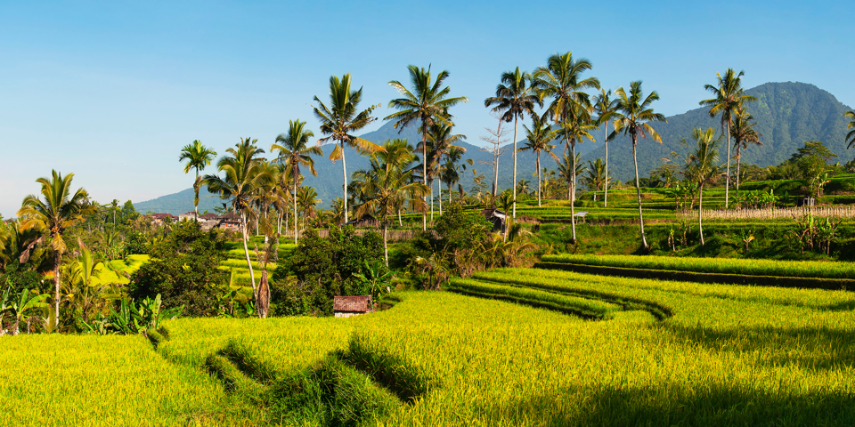 bali - ubud_rismark_41