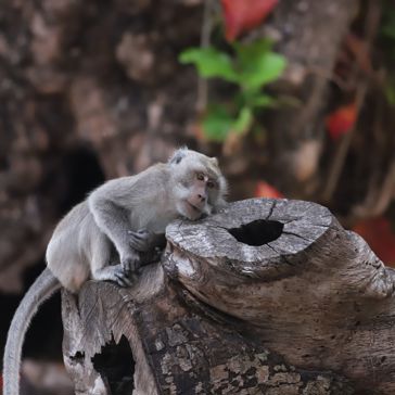 Java Baluran National Park Abe 2589328295