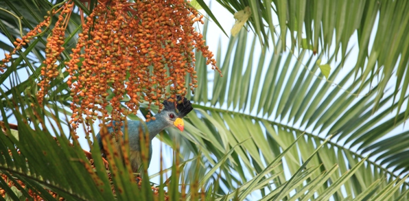 Uganda Bigodi Swamp Great Blue Turaco 55076398