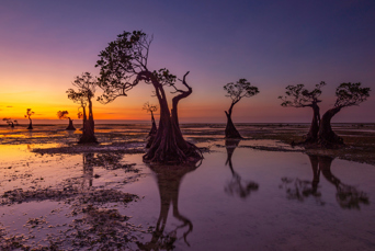 De dansende mangrovetræer på Walakiri-stranden på Sumba