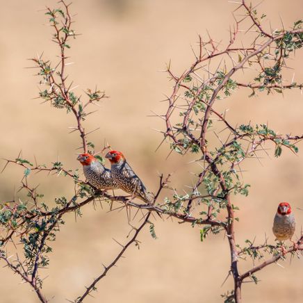 Kgalagadi Transfrontier Park er rig på farverige fugle...