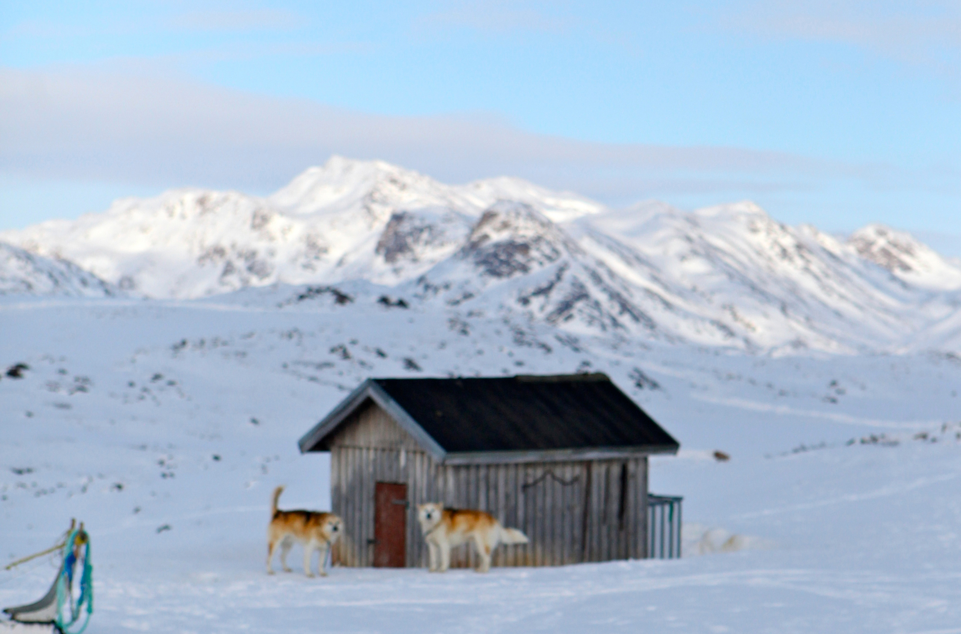 Sisimiut Slædehunde 1016138056