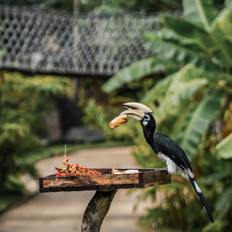 Oriental Pied Hornbill