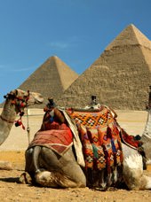 egypten - kameler pyramider