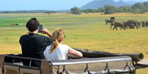 sri lanka - minneriya nationalpark_elefant_02