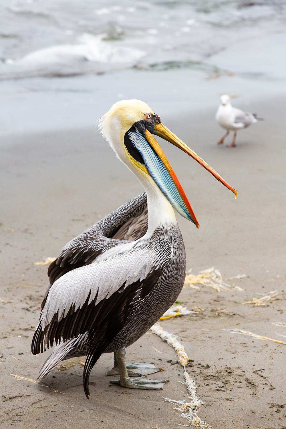 peru - ballestas oeerne_pelikan_01_hf