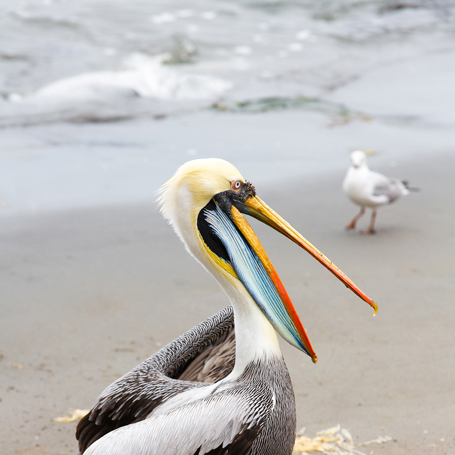 peru - ballestas oeerne_pelikan_01_hf