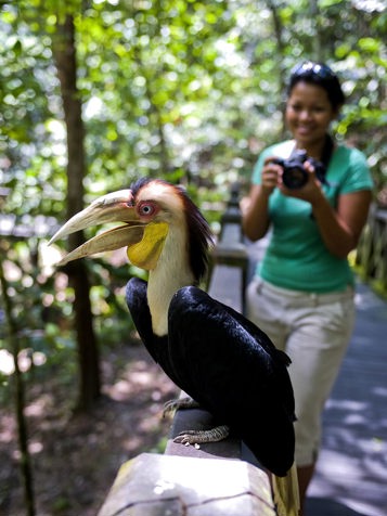malaysia/borneo - borneo_naesehornsfugl_01_hf