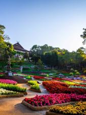 Doi Mae Salong & Doi Tung 3