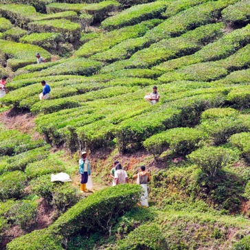 malaysia - cameron highlands_teplantage_03