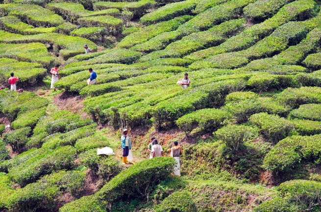 malaysia - cameron highlands_teplantage_03