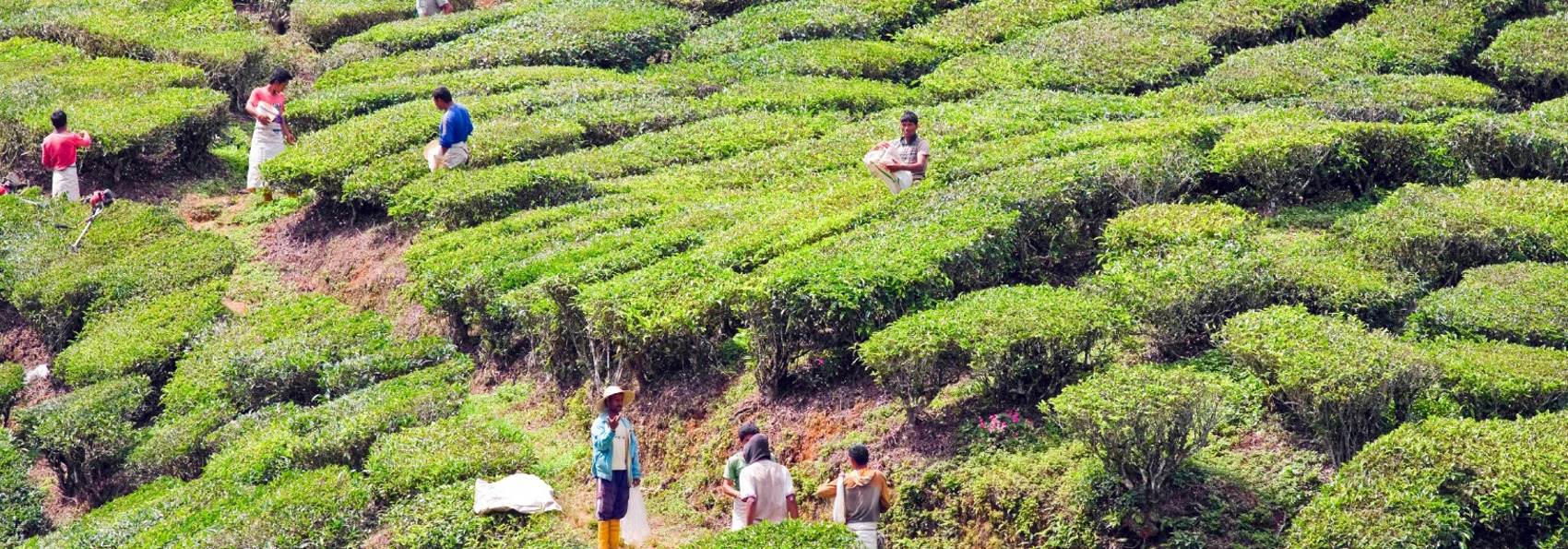 malaysia - cameron highlands_teplantage_03