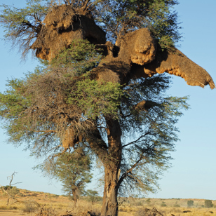 kalahari_trae_quiver trees_01_hf