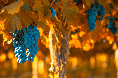 chile - valparaiso_vinmark_08