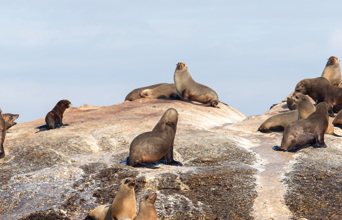 Sydafrika 2025 Cape Town 0860 seal