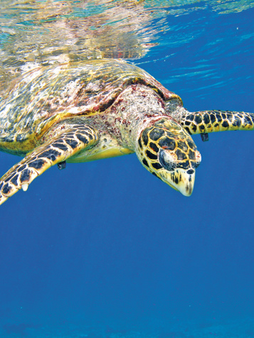 seychellerne - seychellerne_havskildpadde_02