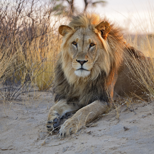 kalahari_oerken_loeve_01