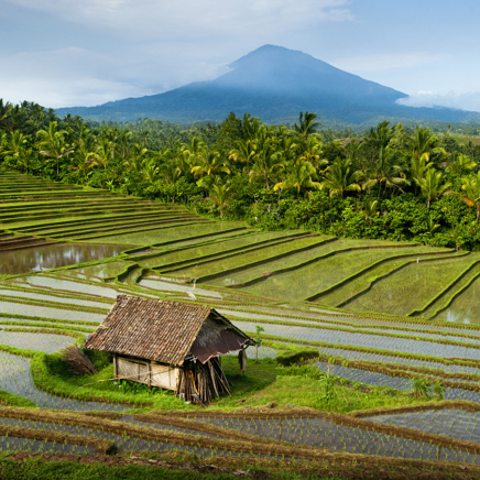 Rismarker ved Belimbing