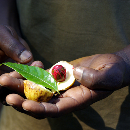 zanzibar_krydderi plantage_03